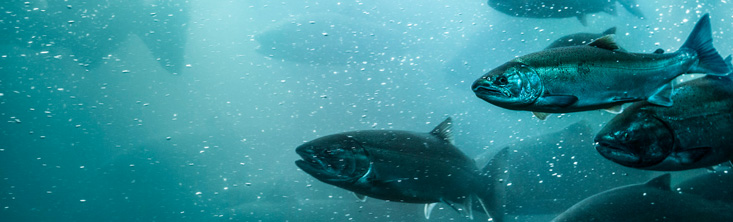 salmon swimming